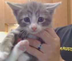Shelter Stray Male Cat last seen D PKWY/CENTER PKWY, 95823, 3839 Bradshaw Rd, Sacramento, CA 95827, USA