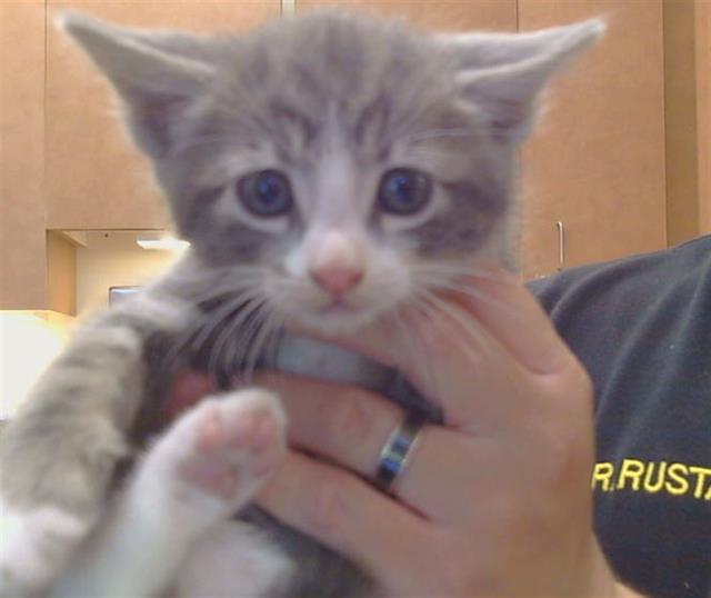 Shelter Stray Male Cat last seen D PKWY/CENTER PKWY, 95823, 3839 Bradshaw Rd, Sacramento, CA 95827, USA