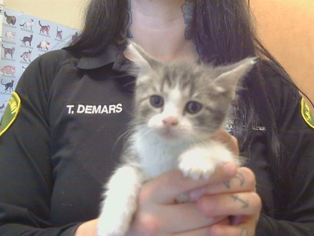 Shelter Stray Male Cat last seen KINGSBRIDGE DR/MORCOTT WAY, 95829, 3839 Bradshaw Rd, Sacramento, CA 95827, USA