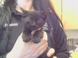 Shelter Stray Male Cat last seen KINGSBRIDGE DR/MORCOTT WAY, 95829, 3839 Bradshaw Rd, Sacramento, CA 95827, USA