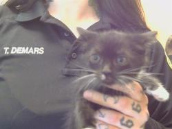 Shelter Stray Female Cat last seen KINGSBRIDGE DR/MORCOTT WAY, 95829, 3839 Bradshaw Rd, Sacramento, CA 95827, USA