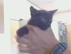 Shelter Stray Male Cat last seen ZENITH DR/SUMMERPLACE DR, 95621, 3839 Bradshaw Rd, Sacramento, CA 95827, USA