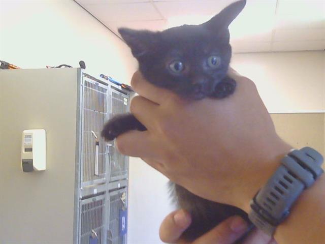 Shelter Stray Female Cat last seen ZENITH DR/SUMMERPLACE DR, 95621, 3839 Bradshaw Rd, Sacramento, CA 95827, USA