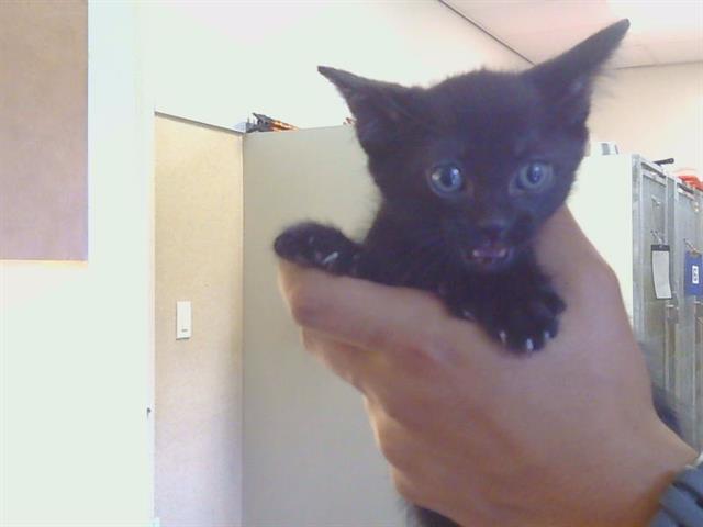 Shelter Stray Male Cat last seen ZENITH DR/SUMMERPLACE DR, 95621, 3839 Bradshaw Rd, Sacramento, CA 95827, USA