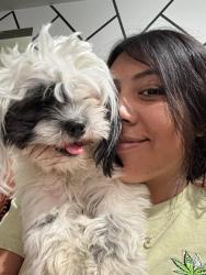 Lost Female Dog last seen 3rd st Montebello CA 90640, Montebello, CA 90640