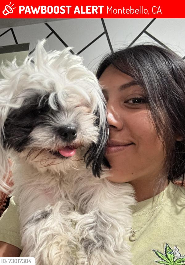 Lost Female Dog last seen 3rd st Montebello CA 90640, Montebello, CA 90640