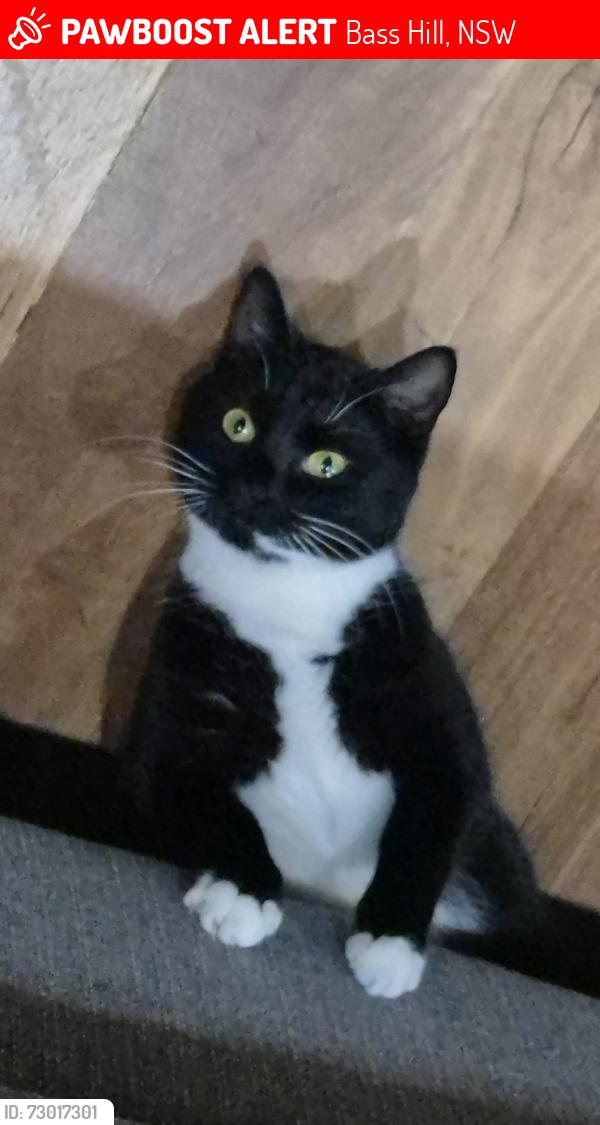 Lost Female Cat last seen Near Bass High School, Bass Hill, NSW 2197
