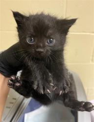Shelter Stray Female Cat last seen MAY ST & MORENO WAY, 2127 Front St, Sacramento, CA 95818, USA