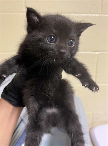 Shelter Stray Male Cat last seen MAY ST & MORENO WAY, 2127 Front St, Sacramento, CA 95818, USA