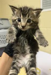 Shelter Stray Male Cat last seen MAY ST & MORENO WAY, 2127 Front St, Sacramento, CA 95818, USA