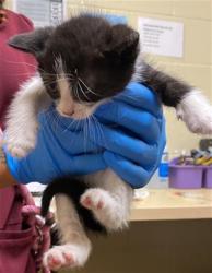 Shelter Stray Female Cat last seen PELICAN WAY & VECINO DR, 2127 Front St, Sacramento, CA 95818, USA