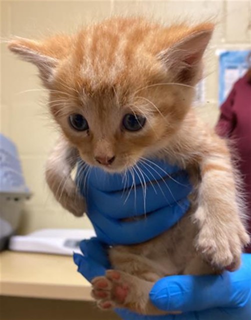 Shelter Stray Male Cat last seen PELICAN WAY & VECINO DR, 2127 Front St, Sacramento, CA 95818, USA