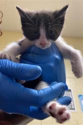 Shelter Stray Male Cat last seen PELICAN WAY & VECINO DR, 2127 Front St, Sacramento, CA 95818, USA