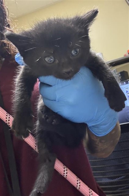 Shelter Stray Male Cat last seen PELICAN WAY & VECINO DR, 2127 Front St, Sacramento, CA 95818, USA