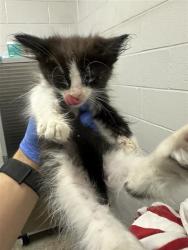 Shelter Stray Female Cat last seen HELENA AVE & ALBATROSS WAY, 2127 Front St, Sacramento, CA 95818, USA