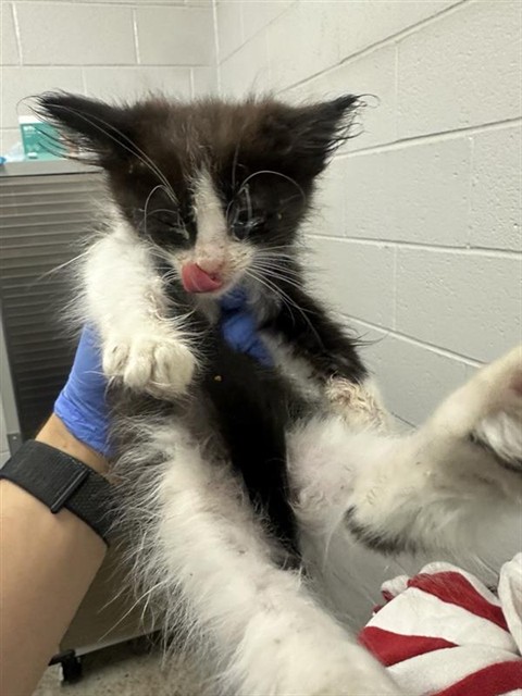 Shelter Stray Female Cat last seen HELENA AVE & ALBATROSS WAY, 2127 Front St, Sacramento, CA 95818, USA