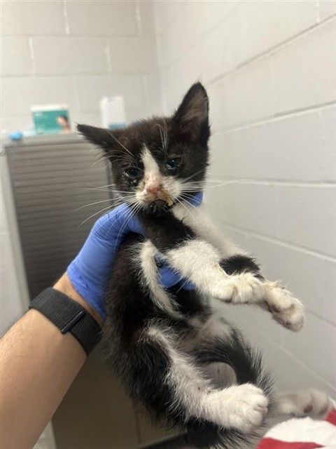 Shelter Stray Male Cat last seen HELENA AVE & ALBATROSS WAY, 2127 Front St, Sacramento, CA 95818, USA