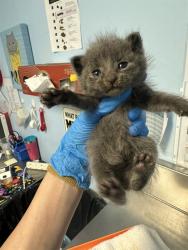 Shelter Stray Male Cat last seen Near BLOCK STATE RD, BAKERSFIELD CA 93308, 3951 Fruitvale Ave, Bakersfield, CA 93308, USA