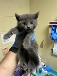 Shelter Stray Female Cat last seen CLAIRE AVE & DRY CREEK RD, 2127 Front St, Sacramento, CA 95818, USA