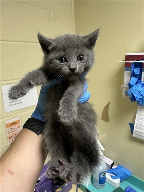 Shelter Stray Female Cat last seen CLAIRE AVE & DRY CREEK RD, 2127 Front St, Sacramento, CA 95818, USA