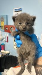 Shelter Stray Male Cat last seen Near BLOCK STATE RD, BAKERSFIELD CA 93308, 3951 Fruitvale Ave, Bakersfield, CA 93308, USA