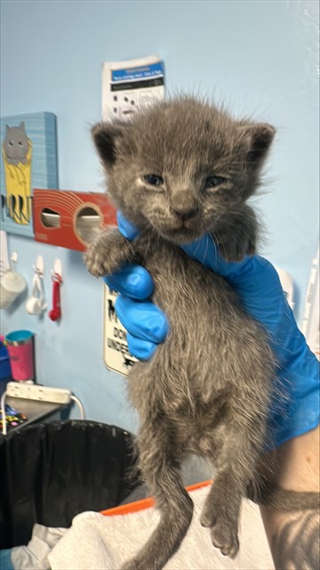 Shelter Stray Male Cat last seen Near BLOCK STATE RD, BAKERSFIELD CA 93308, 3951 Fruitvale Ave, Bakersfield, CA 93308, USA