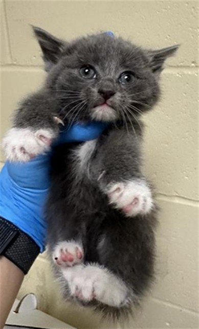 Shelter Stray Female Cat last seen CLAIRE AVE & DRY CREEK RD, 2127 Front St, Sacramento, CA 95818, USA
