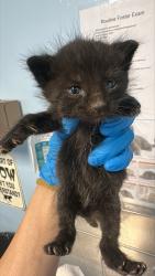 Shelter Stray Female Cat last seen Near BLOCK STATE RD, BAKERSFIELD CA 93308, 3951 Fruitvale Ave, Bakersfield, CA 93308, USA