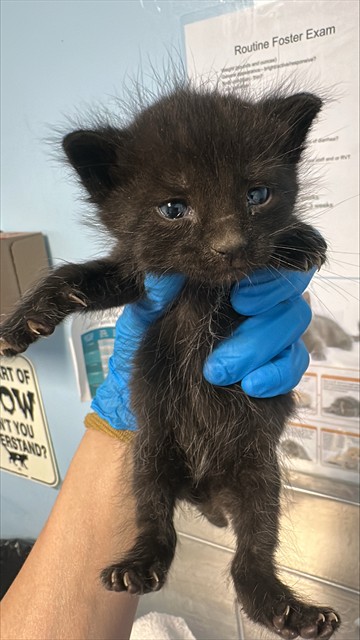 Shelter Stray Female Cat last seen Near BLOCK STATE RD, BAKERSFIELD CA 93308, 3951 Fruitvale Ave, Bakersfield, CA 93308, USA