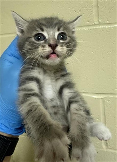 Shelter Stray Female Cat last seen CLAIRE AVE & DRY CREEK RD, 2127 Front St, Sacramento, CA 95818, USA