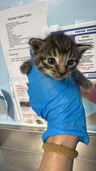 Shelter Stray Female Cat last seen Near BLOCK STATE RD, BAKERSFIELD CA 93308, 3951 Fruitvale Ave, Bakersfield, CA 93308, USA