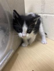 Shelter Stray Male Cat last seen MEADOWGATE DR & SHINING STAR DR, 2127 Front St, Sacramento, CA 95818, USA