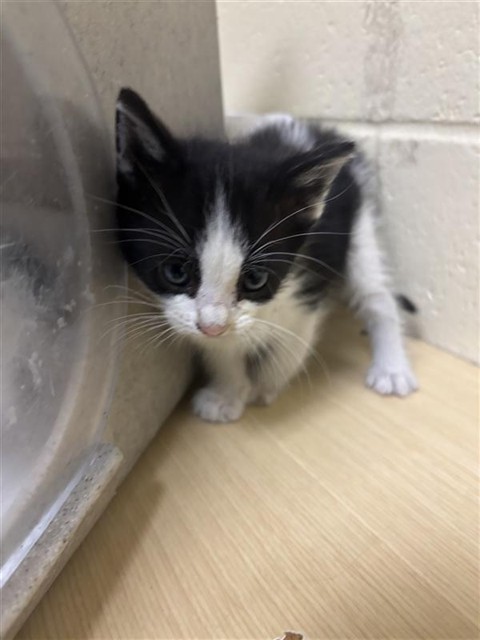 Shelter Stray Male Cat last seen MEADOWGATE DR & SHINING STAR DR, 2127 Front St, Sacramento, CA 95818, USA