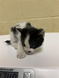 Shelter Stray Male Cat last seen MEADOWGATE DR & SHINING STAR DR, 2127 Front St, Sacramento, CA 95818, USA