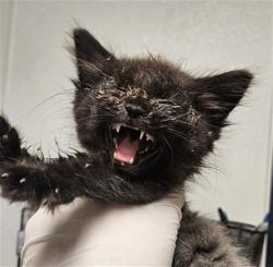 Shelter Stray Female Cat last seen Near BLOCK EDISON HWY, BAKERSFIELD CA 93307, 3951 Fruitvale Ave, Bakersfield, CA 93308, USA
