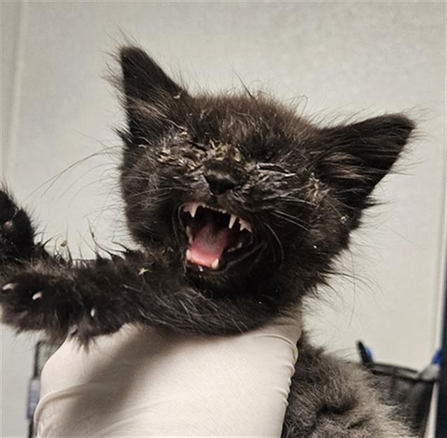 Shelter Stray Female Cat last seen Near BLOCK EDISON HWY, BAKERSFIELD CA 93307, 3951 Fruitvale Ave, Bakersfield, CA 93308, USA