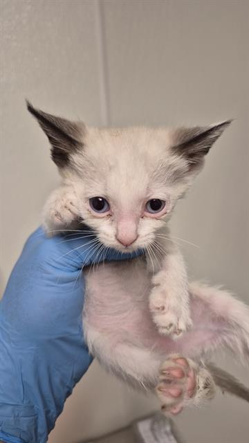 Shelter Stray Female Cat last seen Near BLOCK B ST, ROSAMOND CA 93560, 3951 Fruitvale Ave, Bakersfield, CA 93308, USA