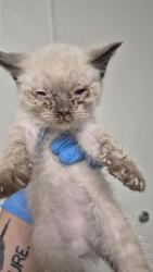 Shelter Stray Female Cat last seen Near BLOCK B ST, ROSAMOND CA 93560, 3951 Fruitvale Ave, Bakersfield, CA 93308, USA