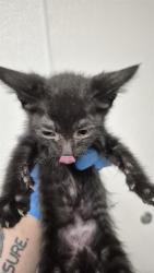 Shelter Stray Male Cat last seen Near BLOCK B ST, ROSAMOND CA 93560, 3951 Fruitvale Ave, Bakersfield, CA 93308, USA
