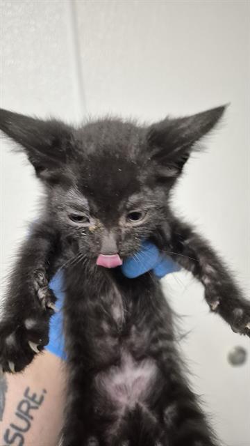 Shelter Stray Male Cat last seen Near BLOCK B ST, ROSAMOND CA 93560, 3951 Fruitvale Ave, Bakersfield, CA 93308, USA