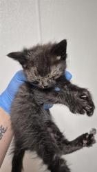 Shelter Stray Male Cat last seen Near BLOCK B ST, ROSAMOND CA 93560, 3951 Fruitvale Ave, Bakersfield, CA 93308, USA