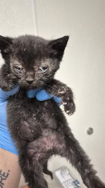 Shelter Stray Male Cat last seen Near BLOCK B ST, ROSAMOND CA 93560, 3951 Fruitvale Ave, Bakersfield, CA 93308, USA