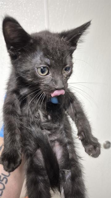 Shelter Stray Female Cat last seen Near BLOCK B ST, ROSAMOND CA 93560, 3951 Fruitvale Ave, Bakersfield, CA 93308, USA