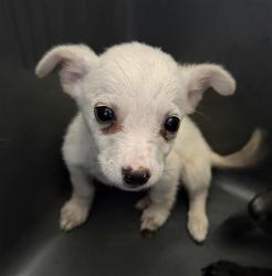 Shelter Stray Male Dog last seen Near BLOCK TRACY AVE, BUTTONWILLOW CA 93206, 3951 Fruitvale Ave, Bakersfield, CA 93308, USA