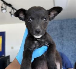 Shelter Stray Male Dog last seen Near BLOCK TRACY AVE, BUTTONWILLOW CA 93206, 3951 Fruitvale Ave, Bakersfield, CA 93308, USA