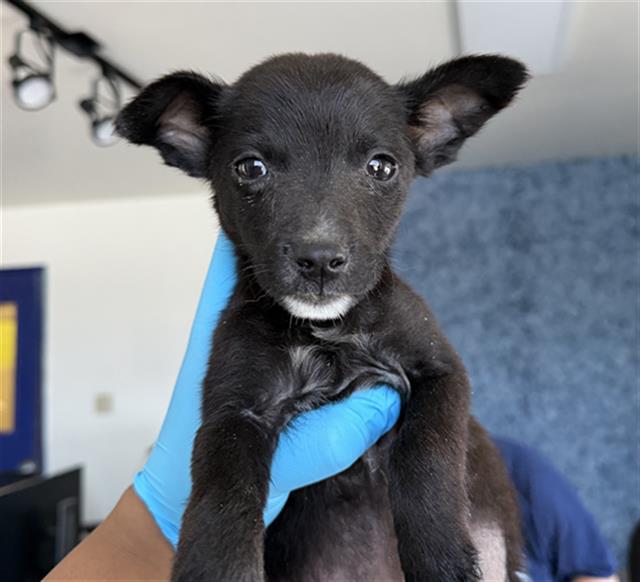 Shelter Stray Male Dog last seen Near BLOCK TRACY AVE, BUTTONWILLOW CA 93206, 3951 Fruitvale Ave, Bakersfield, CA 93308, USA