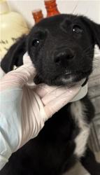 Shelter Stray Female Dog last seen Near BLOCK S EDISON RD, BAKERSFIELD CA 93307, 3951 Fruitvale Ave, Bakersfield, CA 93308, USA