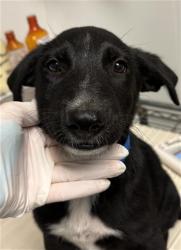 Shelter Stray Male Dog last seen Near BLOCK S EDISON RD, BAKERSFIELD CA 93307, 3951 Fruitvale Ave, Bakersfield, CA 93308, USA