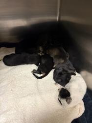 Shelter Stray Female Dog last seen Near BLOCK MISSION BL, JURUPA VALLEY, CA, 6851 Van Buren Boulevard, Jurupa Valley, CA 92509, USA