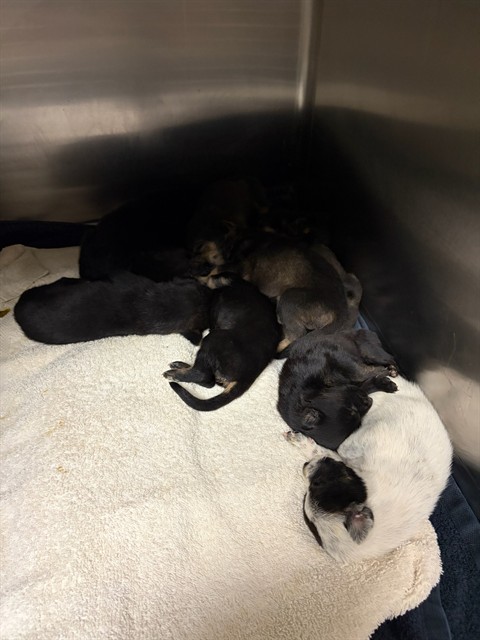 Shelter Stray Female Dog last seen Near BLOCK MISSION BL, JURUPA VALLEY, CA, 6851 Van Buren Boulevard, Jurupa Valley, CA 92509, USA